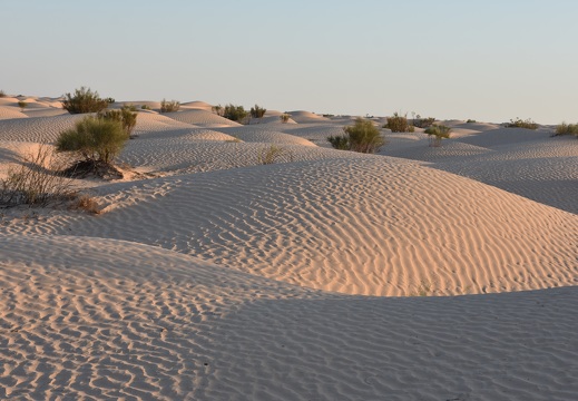 202502 Desert EWS DSC 0808