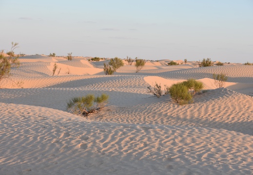 202502 Desert EWS DSC 0833