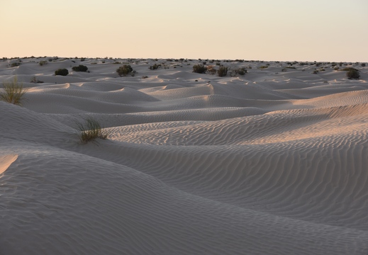 202502 Desert EWS DSC 0913