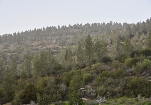 20260202 Jerusalem DSC 4181